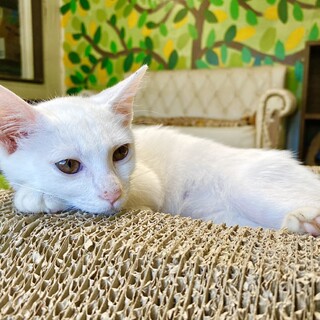 真っ白な小柄なマツコ6ヶ月