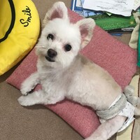 チャッピー