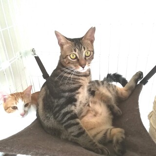 【急募】アメショー柄の可愛い保護猫兄弟