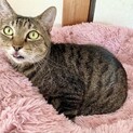でっかい甘えん坊！キジトラ・ナチョくん