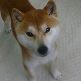 散歩が大好き・懐っこい元気な男の子・室内飼い