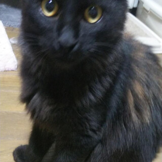 I28 長毛黒猫（茶色混」大分県 - 猫の里親募集(352209) 1枚目の画像