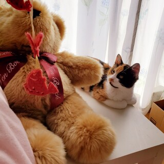 ちょっとツンデレな三毛猫のこまち(仮名)です