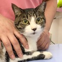 人なつこいパズルちゃん、魅惑の模様に目が釘付け！