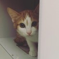 【生後4ヶ月のお節三兄弟】長毛の栗きんとんちゃん