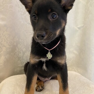 ２月６日譲渡会参加◎約3ヶ月の子犬♀★４