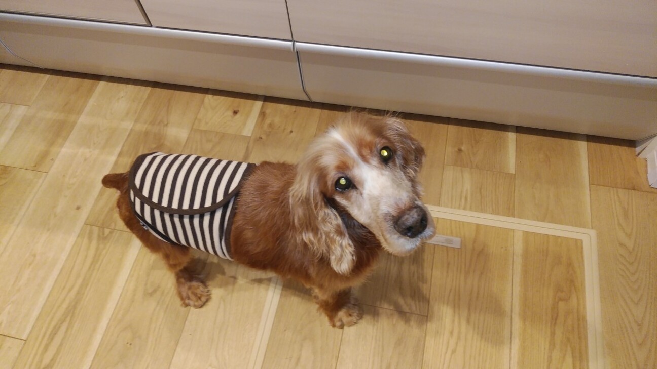 インギー おっとり優しい 福岡県 犬の里親募集 ペットのおうち 月間利用者150万人