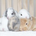 ミニウサギの５兄妹