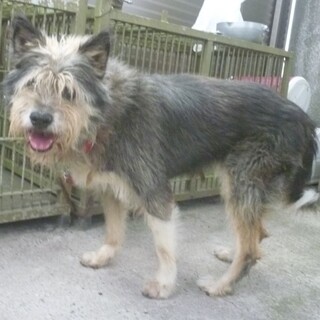 ちょっとビビリなテリア系の女の子