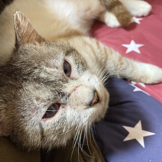 急募！成猫です