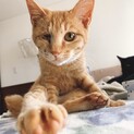 【こむそー】おかげさまで里親様が決まりました。