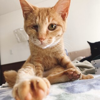 【こむそー】おかげさまで里親様が決まりました。