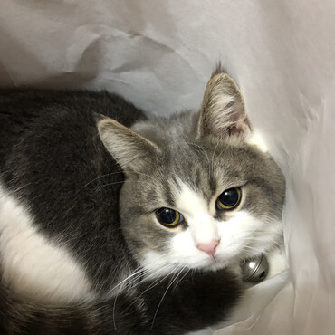 袋大好き①
