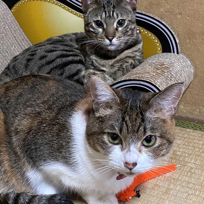 ゆえ、フィン、シルクのカバー写真