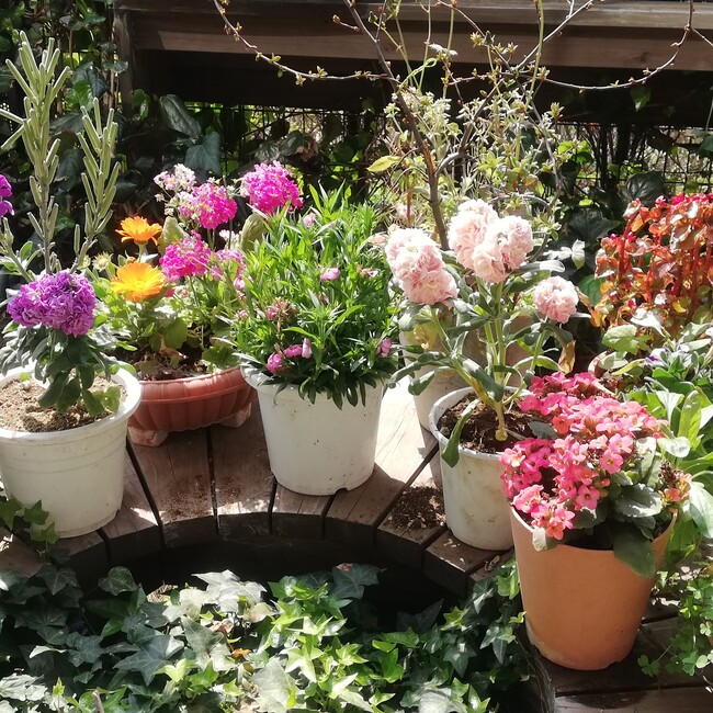 つぼみ401のカバー写真