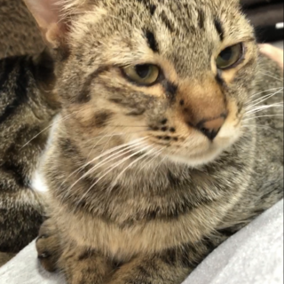 ちょっとビビりだけどめちゃ可愛いキジトラくん