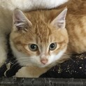 丸顔でおめ目くりくり！茶トラ子猫