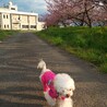 去年の桜