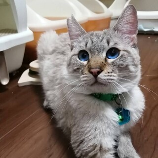 【2/7譲渡会】綺麗なブルーアイの男の子