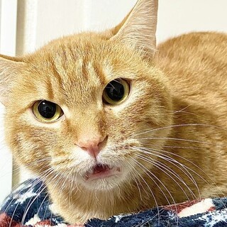 3/6キャットソシオン譲渡会、おでんくん