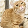 3/6キャットソシオン譲渡会、おでんくん サムネイル3