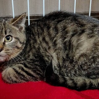 キジトラの男の子