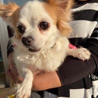 優しい里親さま決定しました！チワワのダイナ推定９歳