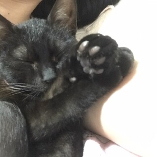 人懐っこい黒猫ちゃん。里親募集中です