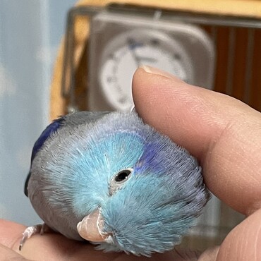 瑠璃　頭カキカキ