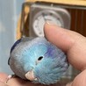 瑠璃　頭カキカキ