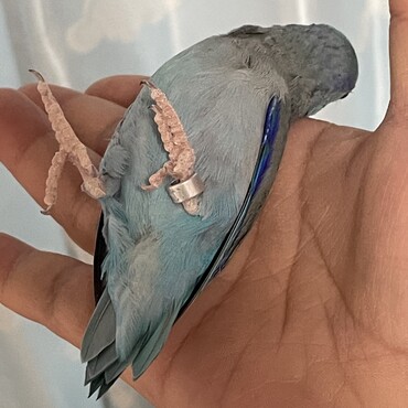 瑠璃　ニギコロ　真上から写真