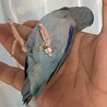 瑠璃　ニギコロ　真上から写真