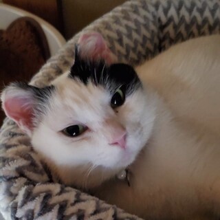 小さなお耳のまんまるちゃん♀