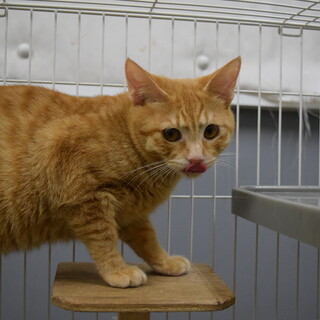 保護猫のご紹介！ちゃしくん！