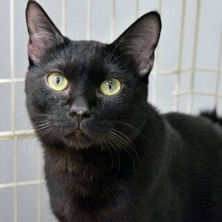 人馴れ特訓中のフリくん