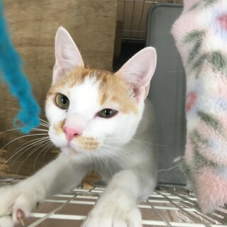 人馴れ特訓中のシランくん