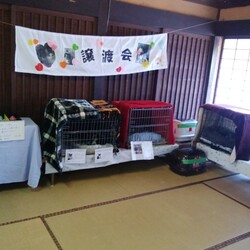 第１３回保護猫譲渡会in山口県 サムネイル3