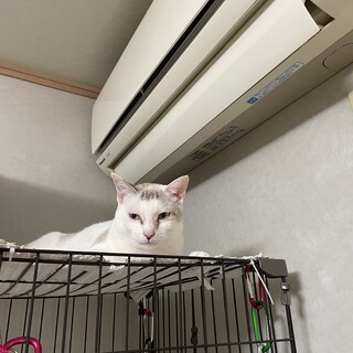 一人ぼっちになったお母さん猫⭐️