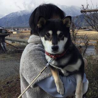 抱っこ大好き黒豆柴の女の子