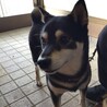抱っこ大好き黒豆柴の女の子 サムネイル4