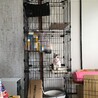 転居先で年末に3段ゲージを購入し、もふもふの小屋も設置。自分の場所と認識してくれて使ってくれてます。おりこうさん♪