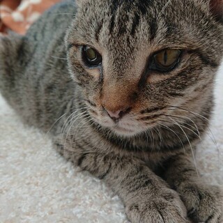 元気いっぱい！人も猫も大好きなキジトラ、女の子