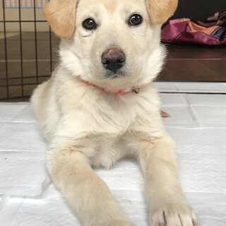 里親様決定☆女の子3ヶ月半