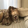 昨日、6歳になりました。