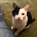 綺麗なブルーアイのみーた君♪