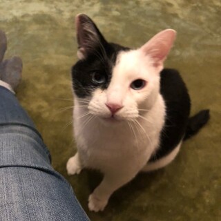 綺麗なブルーアイのみーた君♪