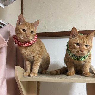 人慣れ抜群元気いっぱいのチャイくん　推定7か月