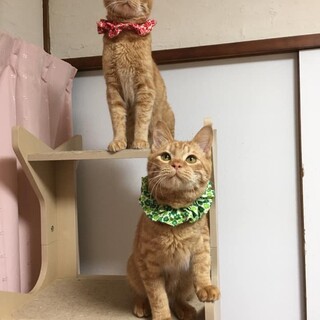 人慣れ抜群元気いっぱいのラテくん　推定7か月
