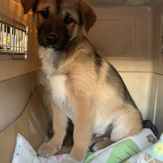 人慣れ訓練中の野犬の子♂