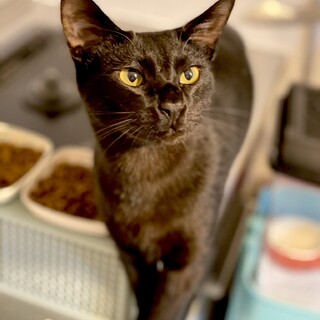 超イケメン黒猫杏仁くん